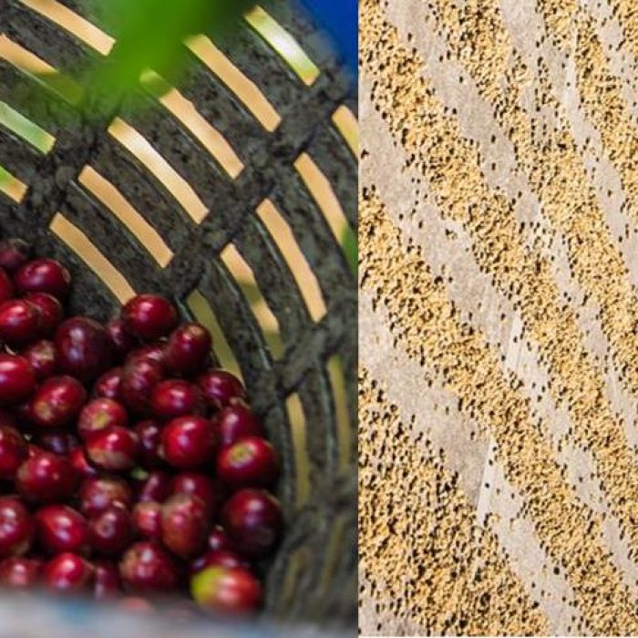 How Movement & Care Bring Coffee from Seed to Cup - Move Together: Healthy Movement, Healthy Communities